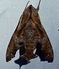 Nyceryx eximia