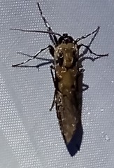 Hyaleucerea gigantea