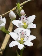 Epidendrum