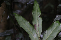 Beilschmiedia elliptica