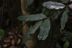 Beilschmiedia elliptica