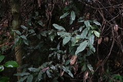 Beilschmiedia elliptica