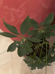Heptapleurum arboricola