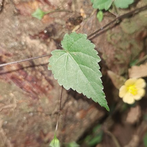 Image of Sida repens by (c) Eduardo Chacón Madrigal, some rights reserved (CC BY)