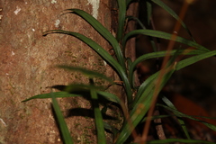 Freycinetia excelsa