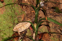 Freycinetia excelsa
