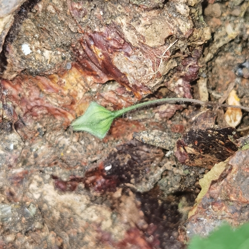 Image of Sida repens by (c) Eduardo Chacón Madrigal, some rights reserved (CC BY)