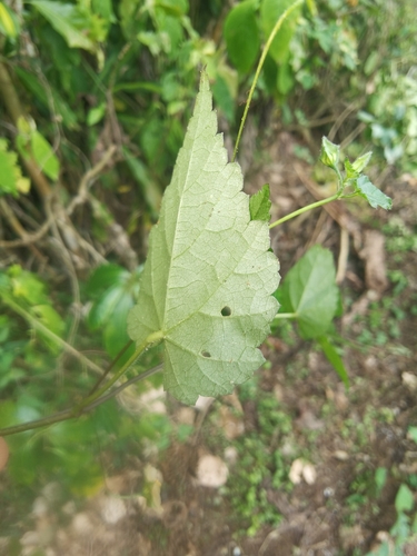 Image of Sida repens by (c) Eduardo Chacón Madrigal, some rights reserved (CC BY)