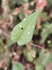 Ipomoea aristolochiifolia