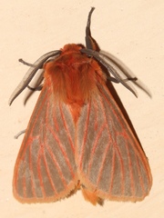 Metarctia lateritia