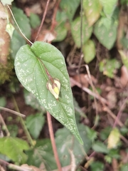 Ipomoea aristolochiifolia