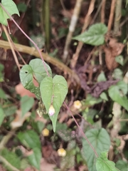 Ipomoea aristolochiifolia