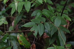 Pandorea baileyana