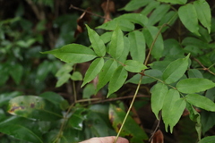Pandorea baileyana