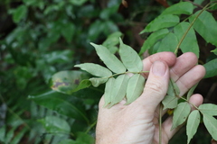 Pandorea baileyana