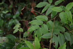 Pandorea baileyana