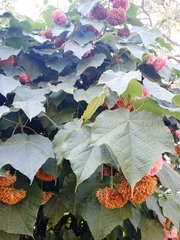 Dombeya × cayeuxii