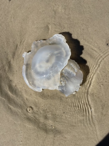 Cannonball Jelly photographed in Alabama
