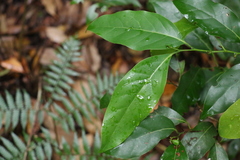 Cryptocarya erythroxylon