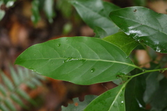 Cryptocarya erythroxylon