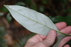 Cryptocarya erythroxylon