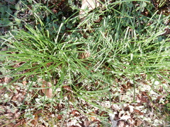 Muscari neglectum