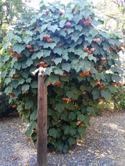 Dombeya × cayeuxii