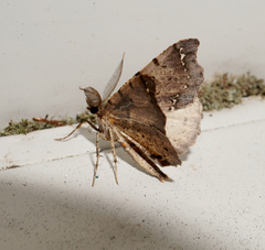 Chalastra pellurgata