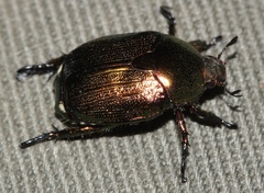 Rutelinae
