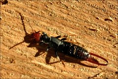 Nesogaster ruficeps