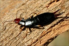 Nesogaster ruficeps