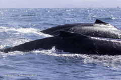 Megaptera novaeangliae