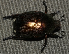 Rutelinae