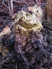 Scleroderma meridionale