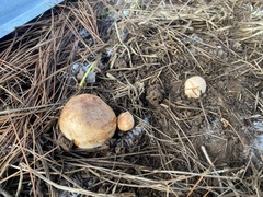 Zelleromyces cinnabarinus