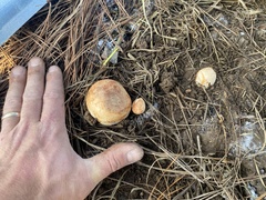 Zelleromyces cinnabarinus