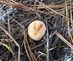 Zelleromyces cinnabarinus
