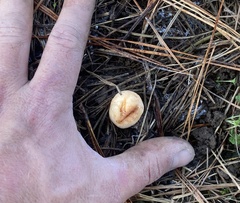 Zelleromyces cinnabarinus