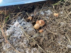 Zelleromyces cinnabarinus