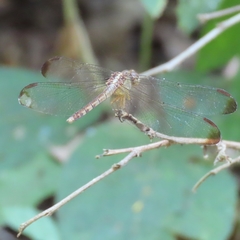 Erythrodiplax funerea