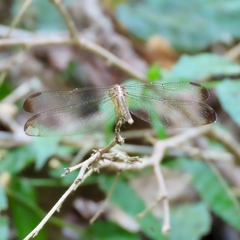 Erythrodiplax funerea