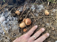 Zelleromyces cinnabarinus