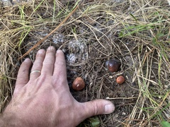 Zelleromyces cinnabarinus