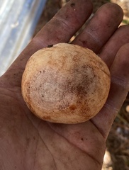 Zelleromyces cinnabarinus