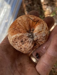 Zelleromyces cinnabarinus