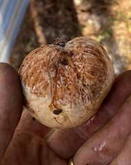 Zelleromyces cinnabarinus