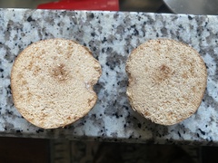 Zelleromyces cinnabarinus