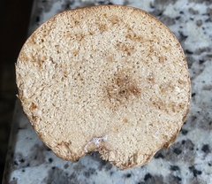 Zelleromyces cinnabarinus