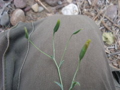 Porophyllum obscurum