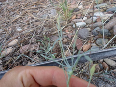 Porophyllum obscurum